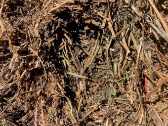 40 x Bales Vetch Hay 8x4x3  Large Square