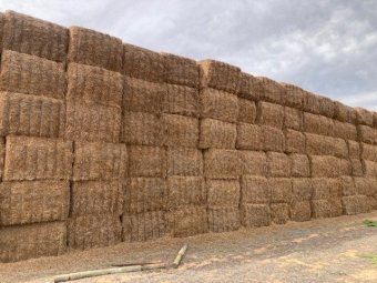 Medic Hay 8x4x3 Bales