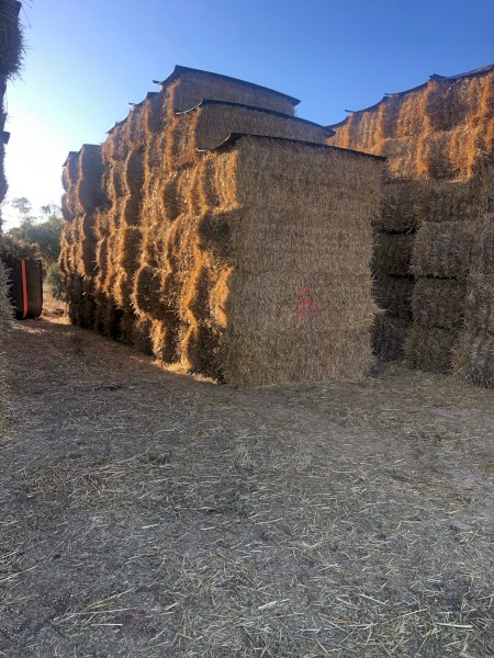80mt Barley Hay 550-580kg 8x4x3 Bales