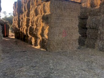 80mt Barley Hay 550-580kg 8x4x3 Bales