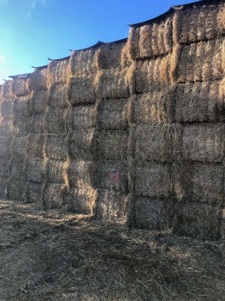45mt Wheaten Hay 550-580kg 8x4x3 Bales