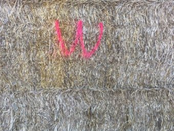 45mt Wheaten Hay 550-580kg 8x4x3 Bales