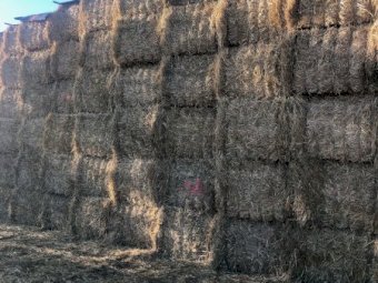 45mt Wheaten Hay 550-580kg 8x4x3 Bales