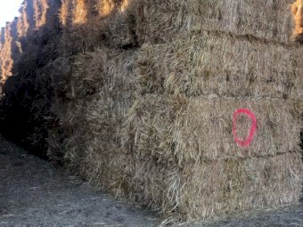 130mt Oaten Hay 550-580kg 8x4x3 Bales