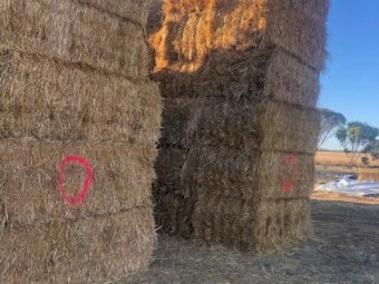 130mt Oaten Hay 550-580kg 8x4x3 Bales