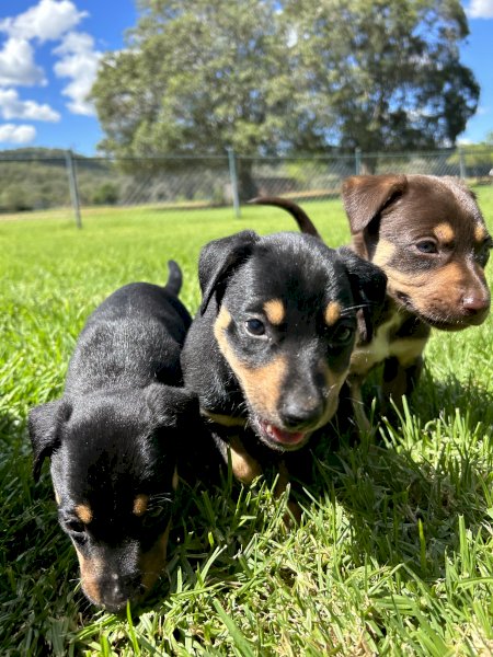 Kelpie Puppies | Farm Tender