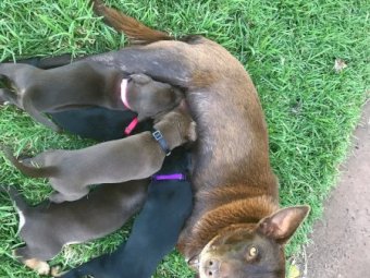 Kelpie Puppies