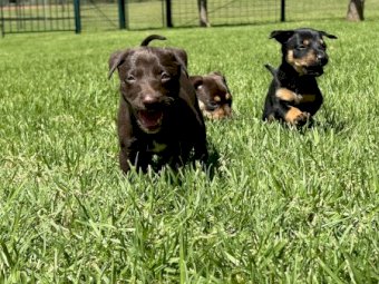 Kelpie Puppies
