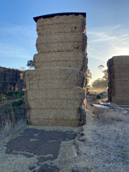 Wheat Straw 1000 Bales