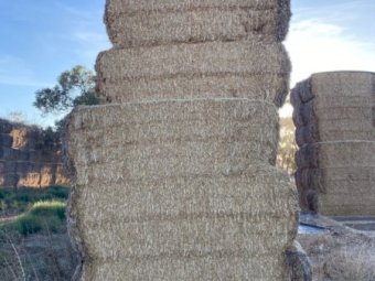 Wheat Straw 1000 Bales