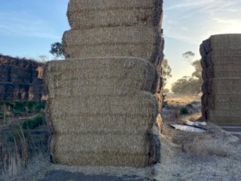 Wheat Straw 1000 Bales