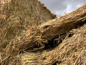 70mt Barley Hay 500-600kg 8x4x3 Bales (New Season 22/23)