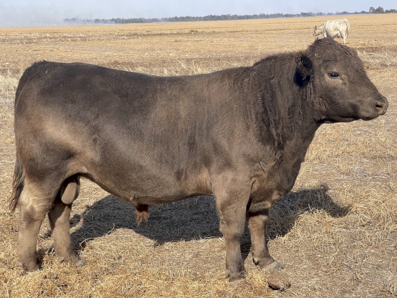 Square Meater Young Bull