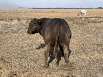 Square Meater Young Bull