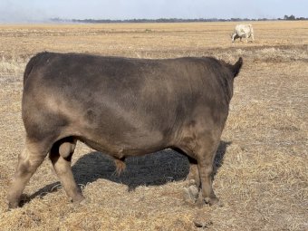 Square Meater Young Bull