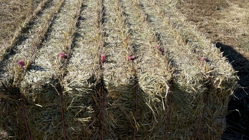 Barley / Oaten and Rye Hay 8x4x3 Bales (New Season 22/23)