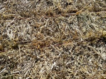 Barley / Oaten and Rye Hay 8x4x3 Bales (New Season 22/23)