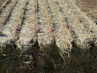 Barley / Oaten and Rye Hay 8x4x3 Bales (New Season 22/23)