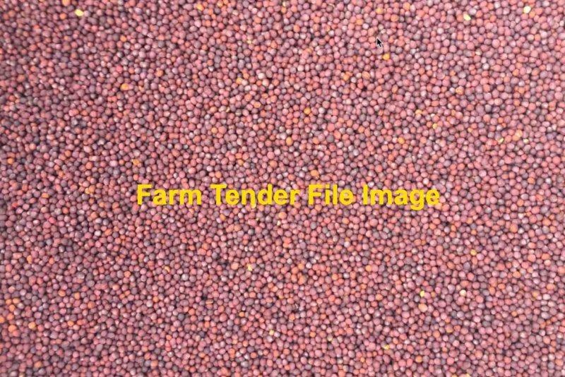 3m/t Bonito Canola Seed