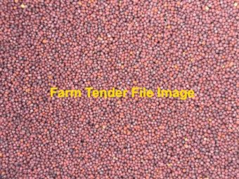 3m/t Bonito Canola Seed
