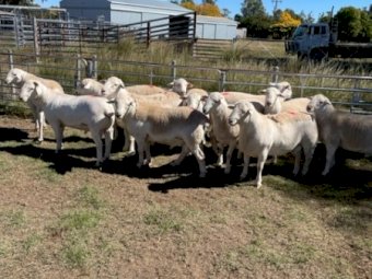 Aussie White rams