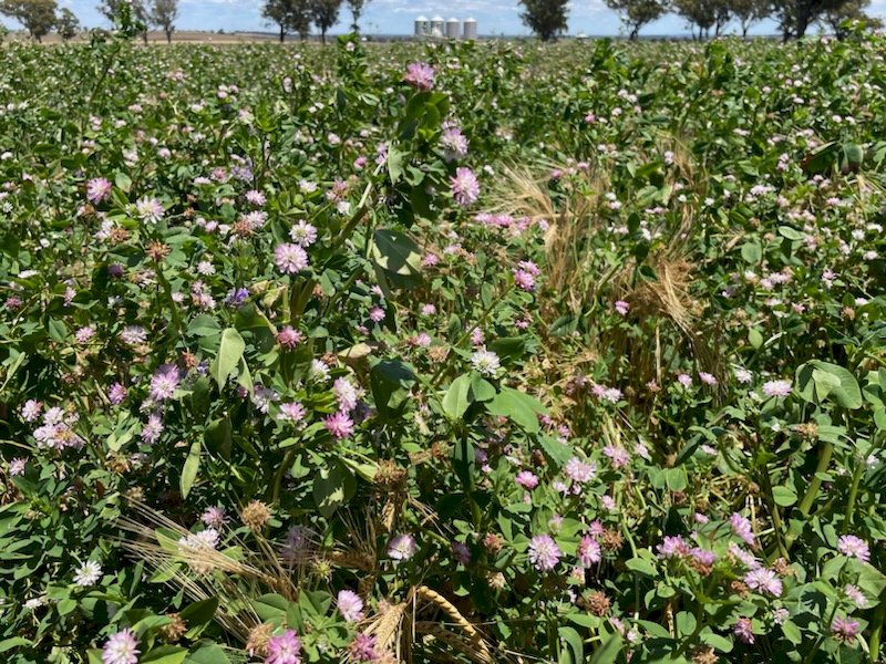 6MT Shaftal Clover Seed