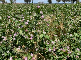 6MT Shaftal Clover Seed