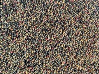 6MT Shaftal Clover Seed