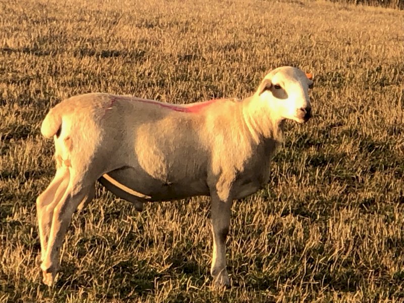 Aussie White Rams