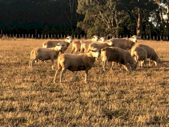 Aussie White Rams