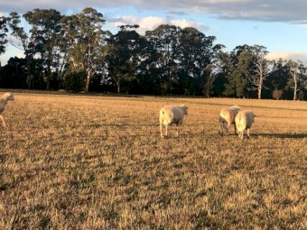 Aussie White Rams