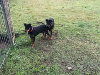 2 X Male Purebred Kelpies
