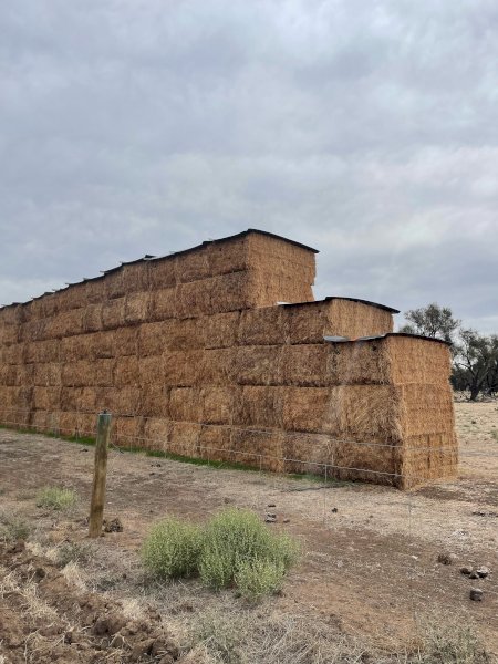 2022 season, 100 bales Mixed Hay (Lentil Crop Rye Vetch)