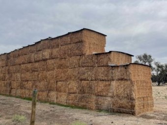 2022 season, 100 bales Mixed Hay (Lentil Crop Rye Vetch)