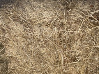2022 season, 100 bales Mixed Hay (Lentil Crop Rye Vetch)