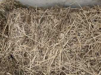 2022 season, 100 bales Mixed Hay (Lentil Crop Rye Vetch)