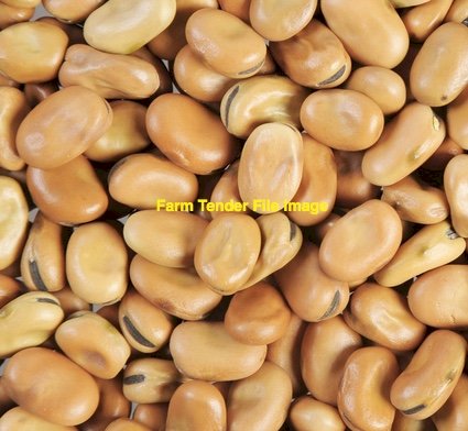 160mt Faba Beans