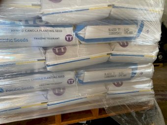 Blazer TT Hybrid Canola Seed