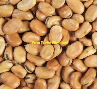 WANTED  Faba Beans