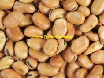 WANTED  Faba Beans