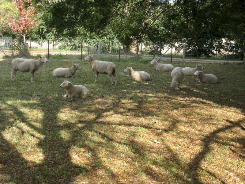 8 X 1st Cross Border Leicester Ewes