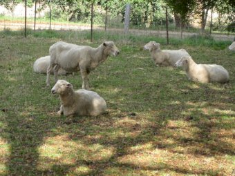 8 X 1st Cross Border Leicester Ewes
