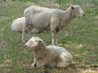 8 X 1st Cross Border Leicester Ewes
