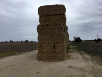 8x4x3 Bales Barley Straw Header Tailings