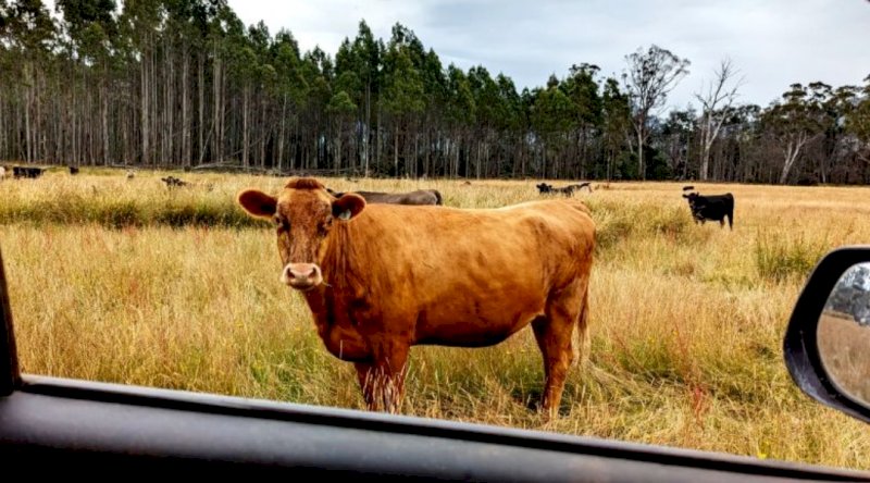 WANTED Agistment for 220+ Head of Cattle in Tas, Vic or Southern NSW