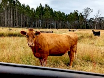 WANTED Agistment for 220+ Head of Cattle in Tas, Vic or Southern NSW