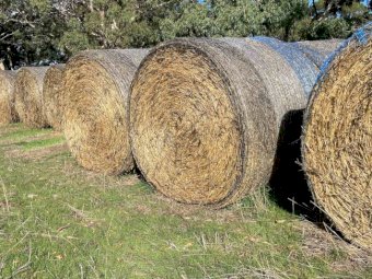 80 x Round Bales Oaten Hay