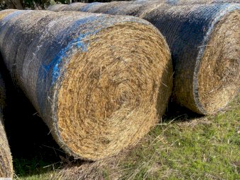 80 x Round Bales Oaten Hay