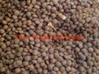 8mt Highland Lentils Seed