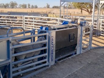 New BreedELITE Smart Draft’n’Weigh System Inc Shipping